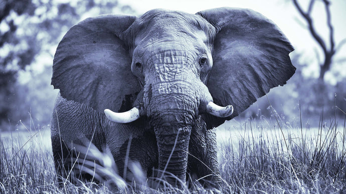 How Can We Help to Conserve Our Magnificent Elephants?